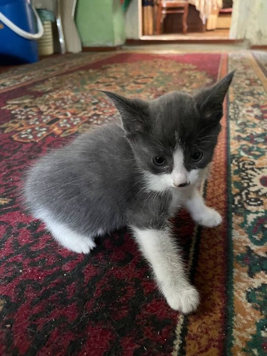 Продаюся кошки 1,5 месяца. Мушуклар сотилади