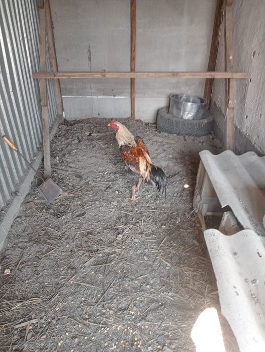 Продам петуха дакан