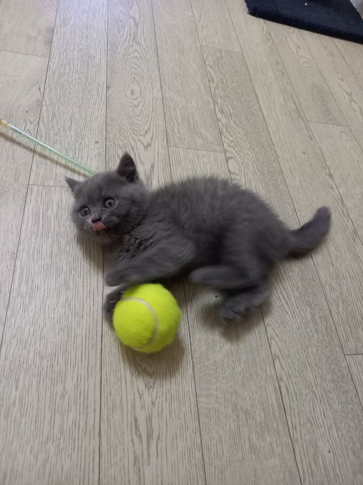 Котята голубого окраса