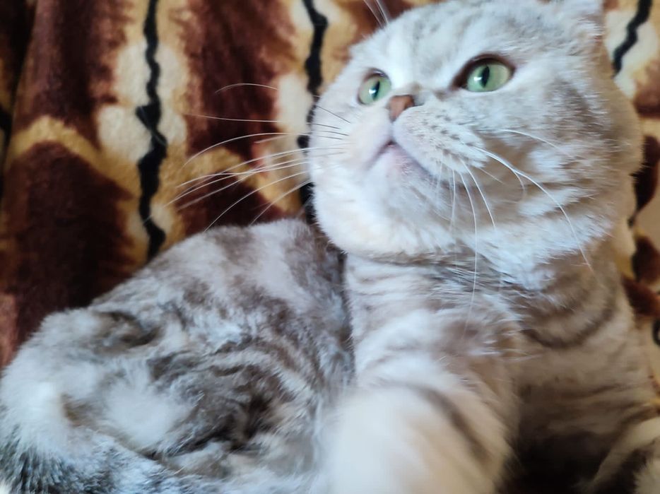 Скоттиш фолд. Кот. Вязка