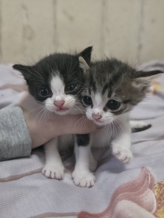 Отдам в добрые руки котят