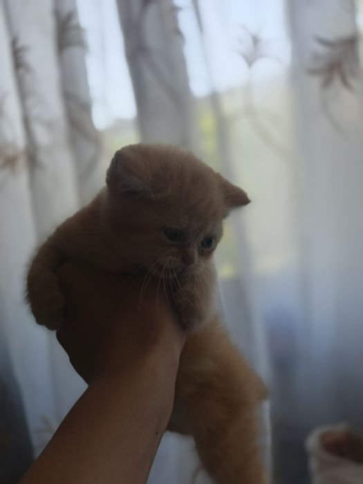 Mushukchalar sotiladi!