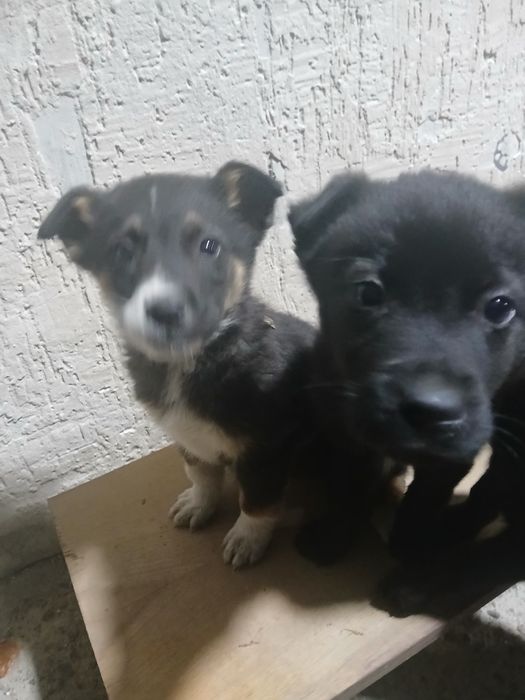 Шенки күшік ит собака