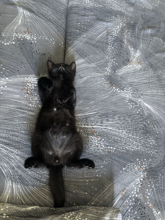 Отдам котенка в добрые руки