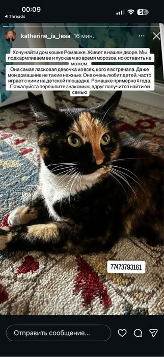 Ищем дом для прекрасной кошечки