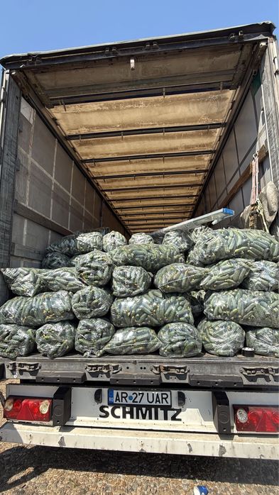 Castraveti , Cucumbers , ogórki, огірки