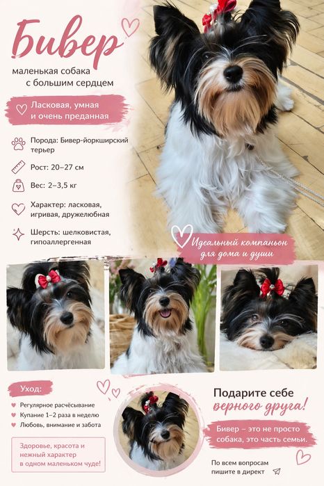 Йоркширский-Терьер, Немецкий-Шпиц ЩЕНКИ