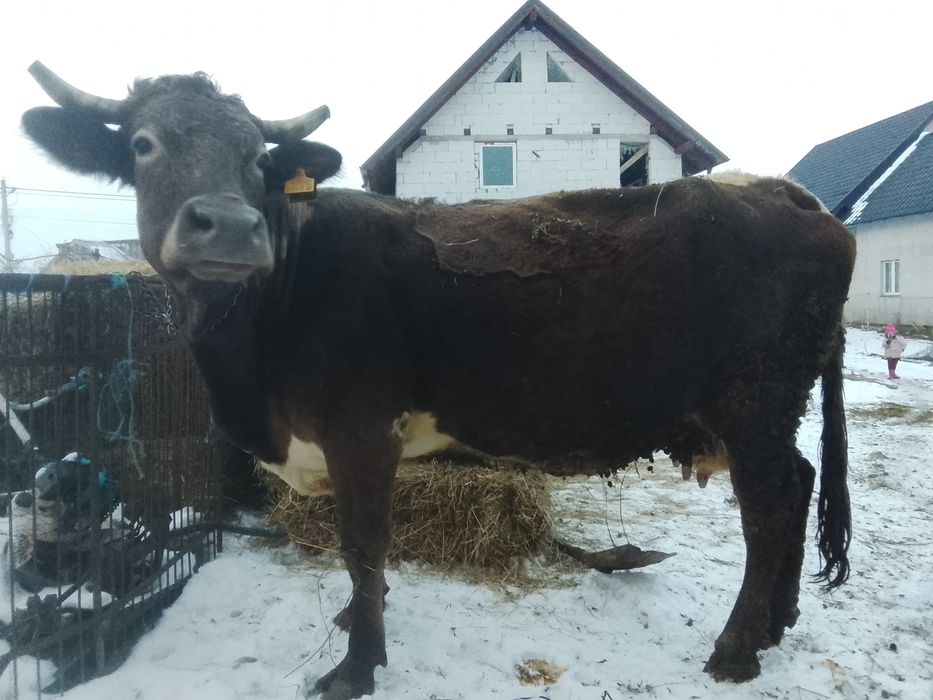 Vnd vaca bruna gestante an 8 luni SI jumătate SI vine cu al 4 vițel ai