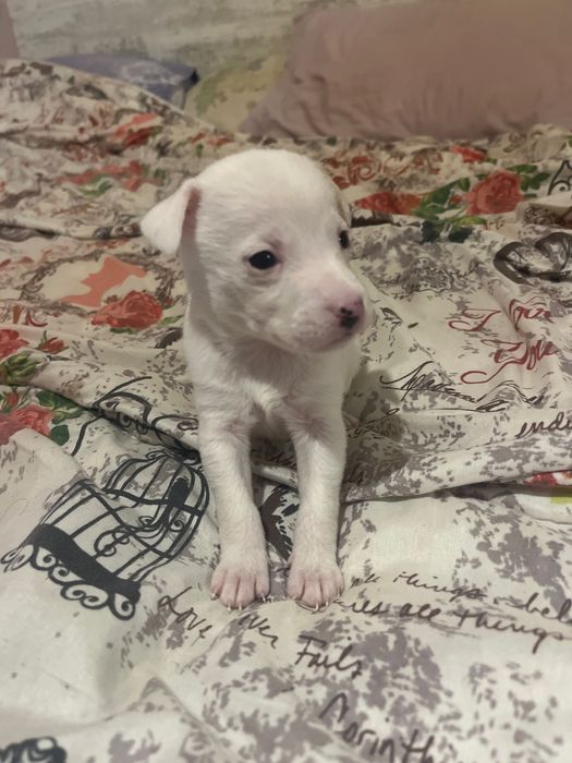 Продавам малко куче пинчер-женски при интерес на лично