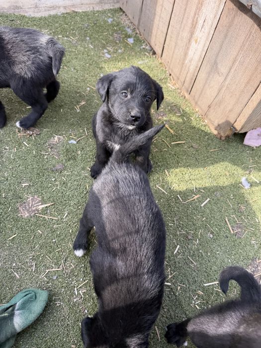 Cateluși spre adoptie