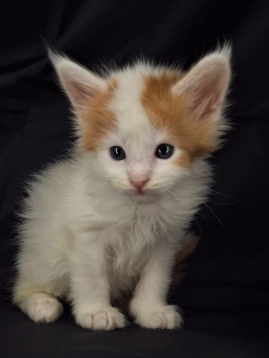 Бронь котят мейн-кун