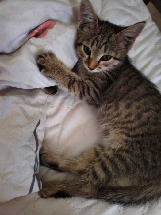 Котёнок кошечка 2,5 мес