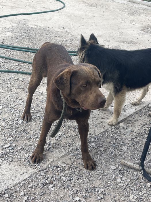 Вязка срочно ретривер лобродор