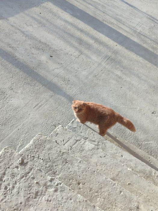 Кошка порода  (Скоттиш-фолд) жудаям акилли хали 7-8 ойлик кизалокк