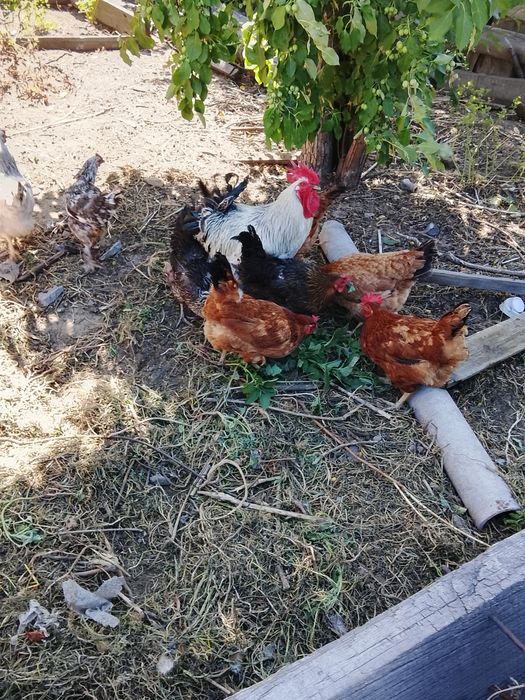 Продам куриц и петух молодые