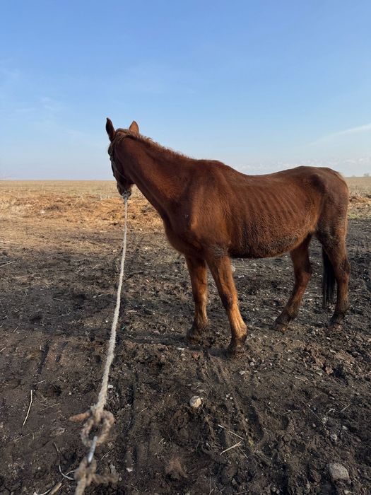 Бие кобыла байтал