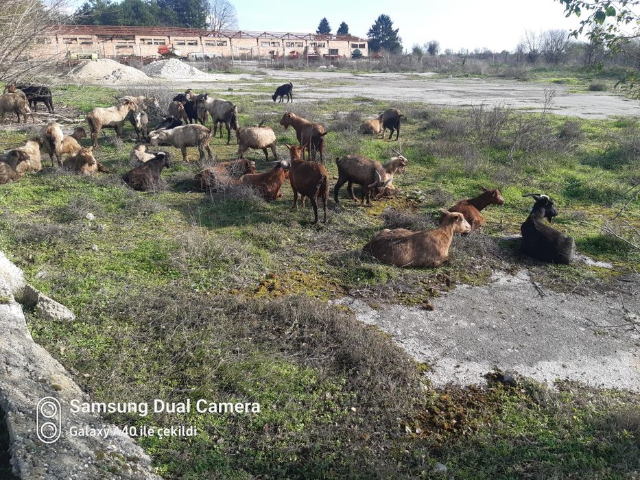 Продавам млади кози