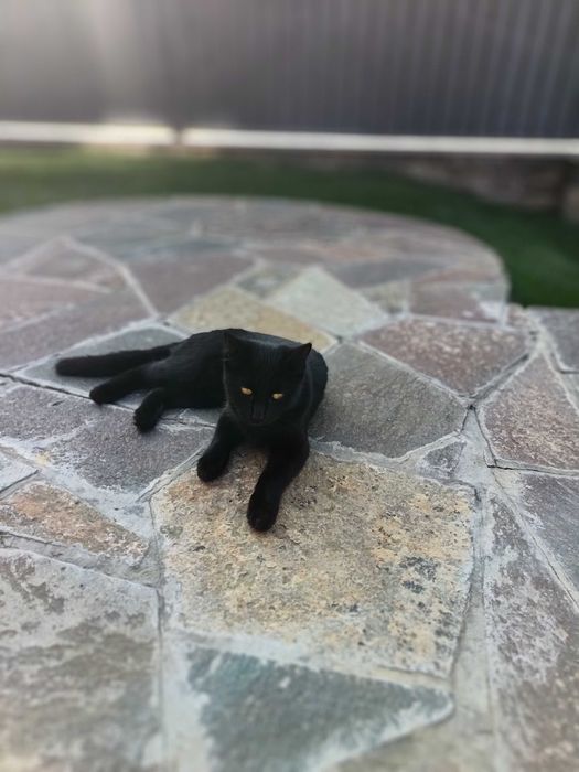 Отдам кошки котят бесплатно