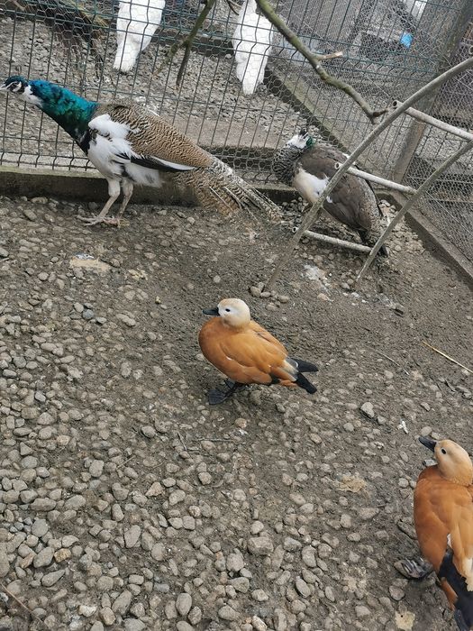 Pereche păuni arlechini 2025