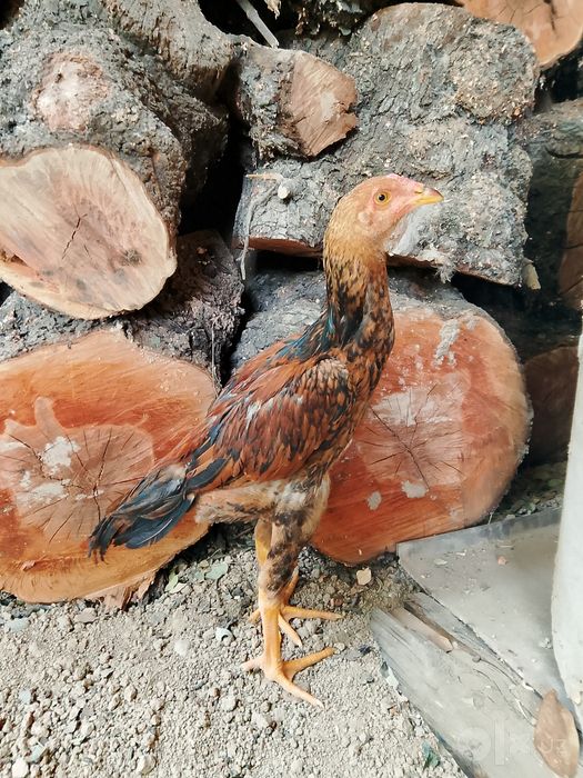Limon xurozcha sotiladi