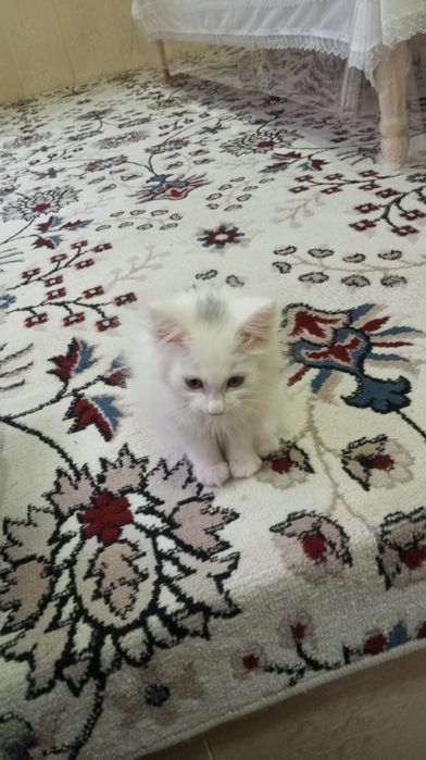 Кот белый 2,5 месяца