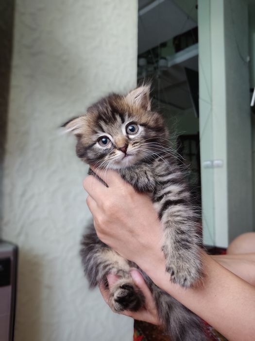 Продаются котята вислоухие. Возраст 2 месяца.