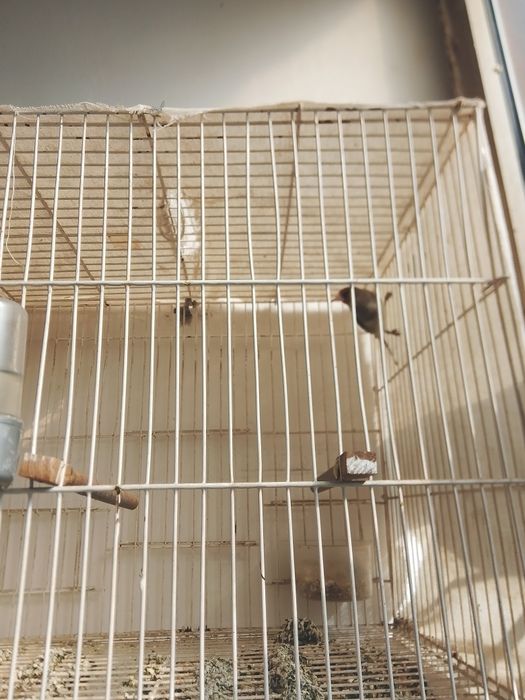 Zoʼr sayroqi sava bor sotiladi