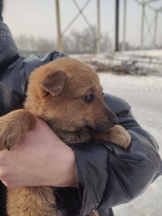 Мальчики в добрые руки