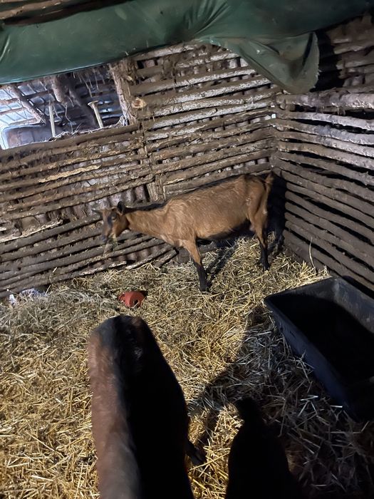 Vand 5 capre alpine francerze cu iezi langa ele