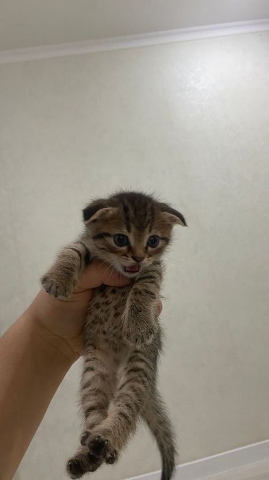 Шотландские кошки