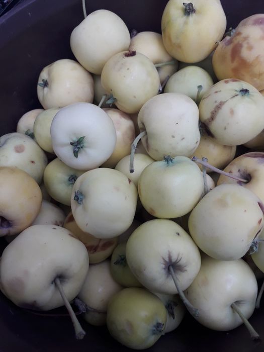 Продам ранетки дачные