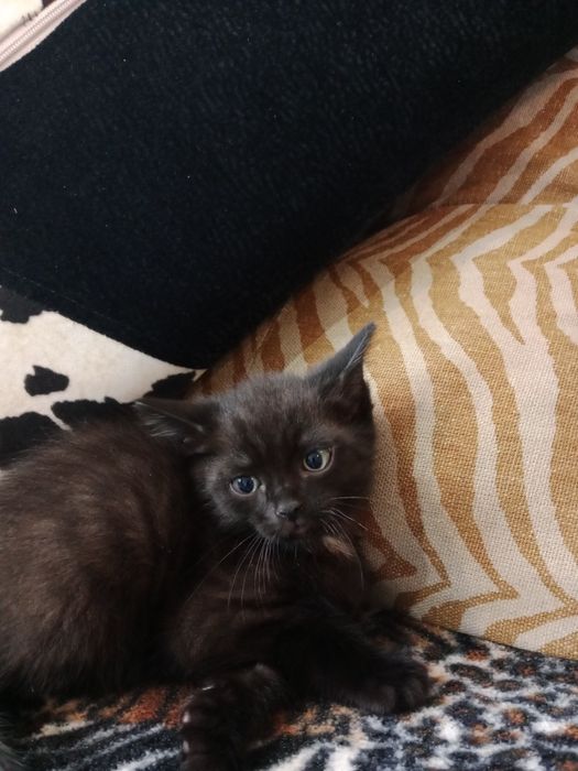 Котята крысоловы