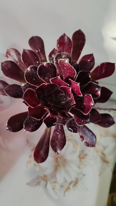 Цветы для дома и офиса