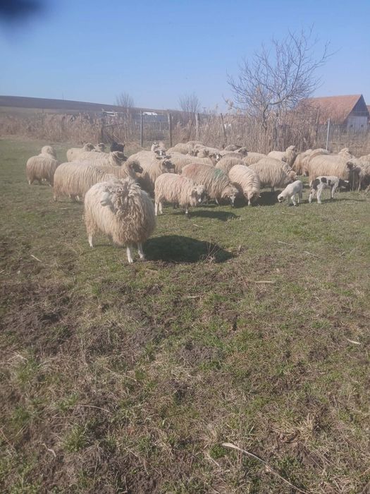 Vând oi  Brezeee