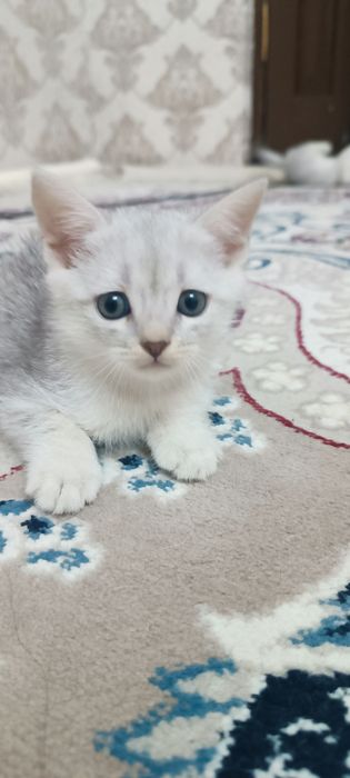 Mushuk bolasi sotiladi