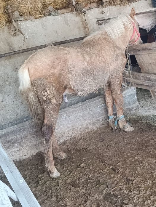 Продам полторашку жирный