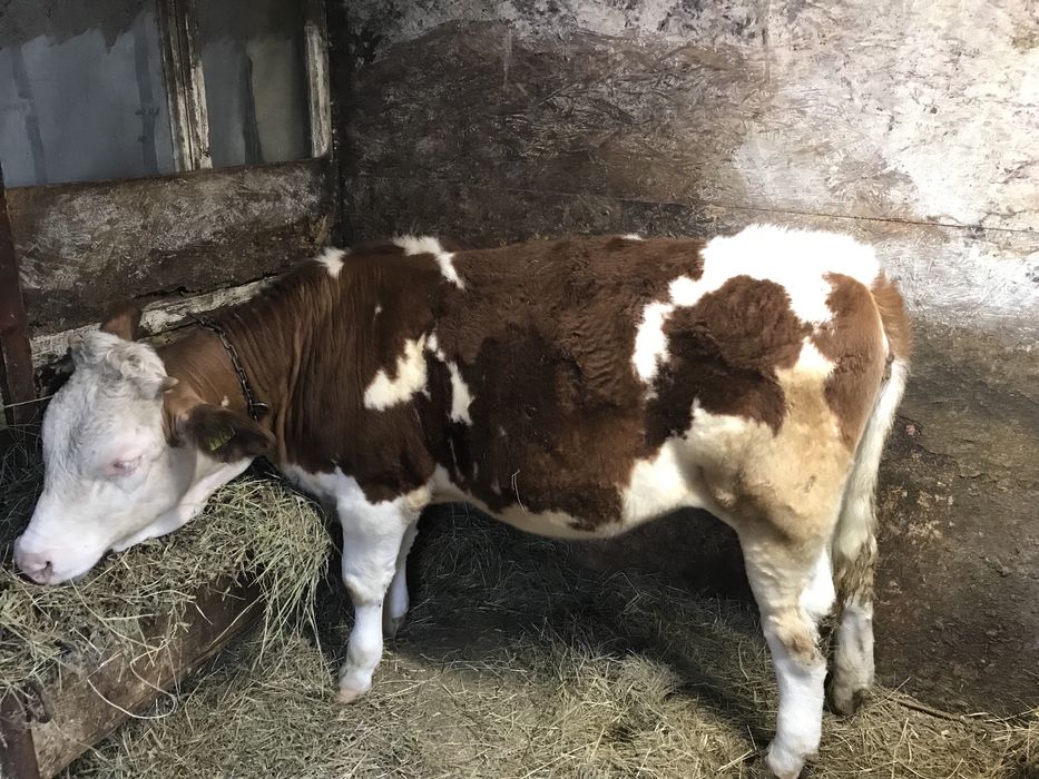 Vând vițea bălțată