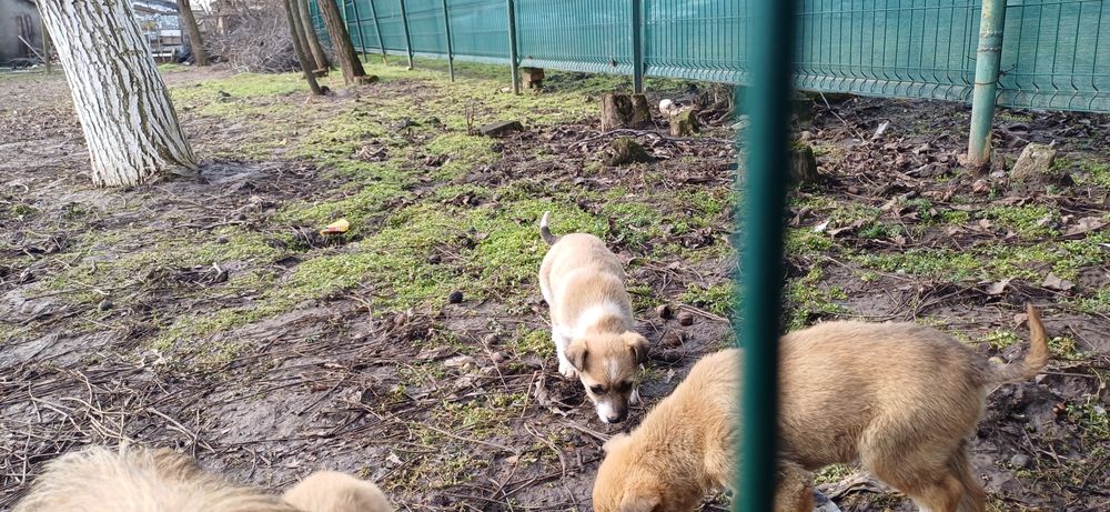 Donez cățeluși talie mica