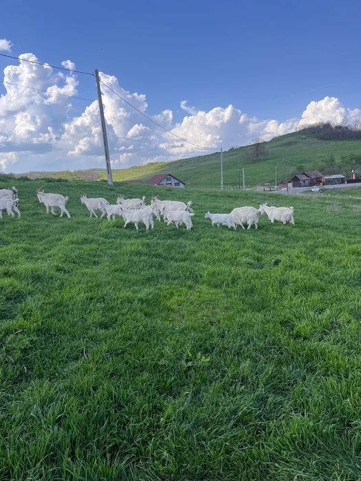 Capre cu iezi Saanen schimb cu cereale