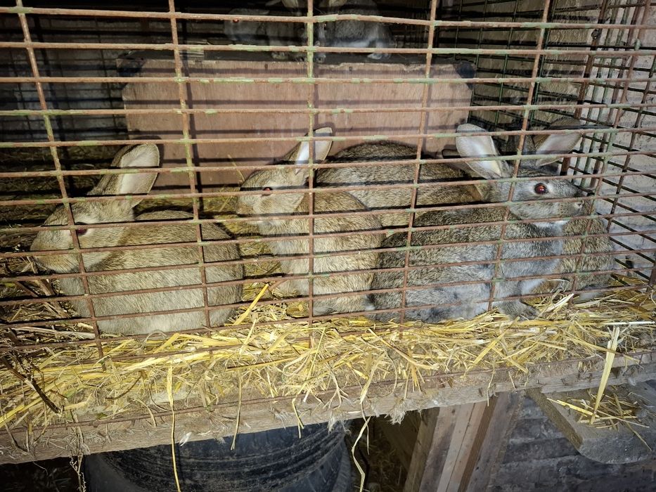 Продам кроликов домашних