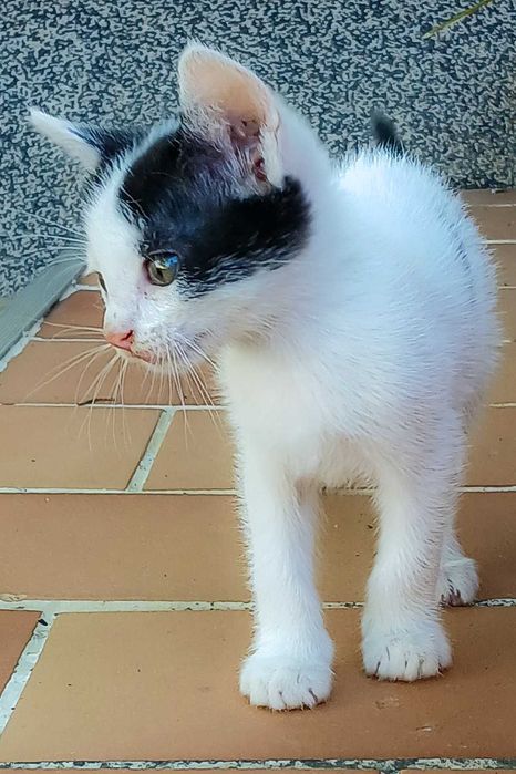 Pisoi spre adoptie