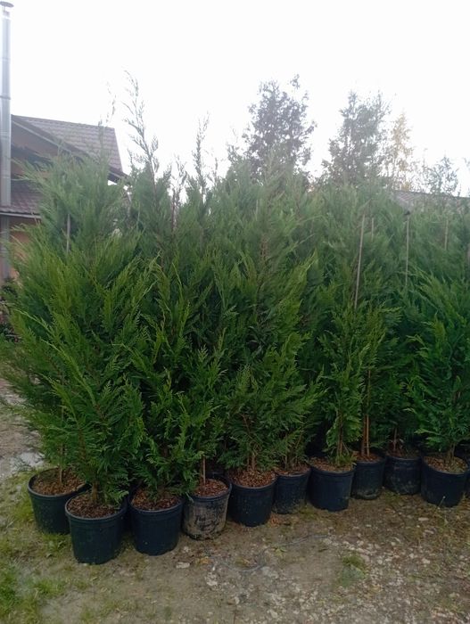 Vindem plante ornamentale preț bun transport gratuit la domiciliu