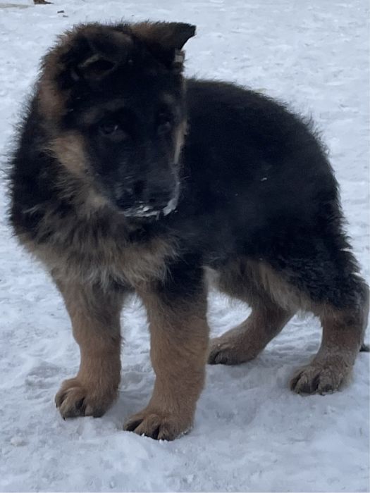 Щенки немецкой овчарки