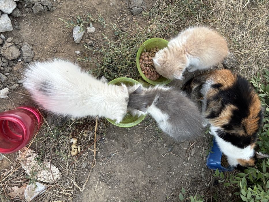 Котята Скоттиш фотд