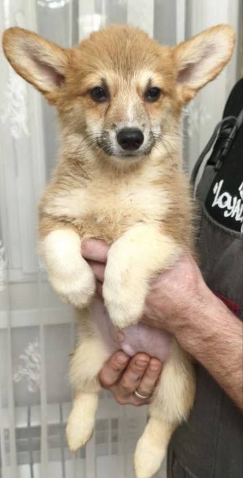 Продаются щенки корги