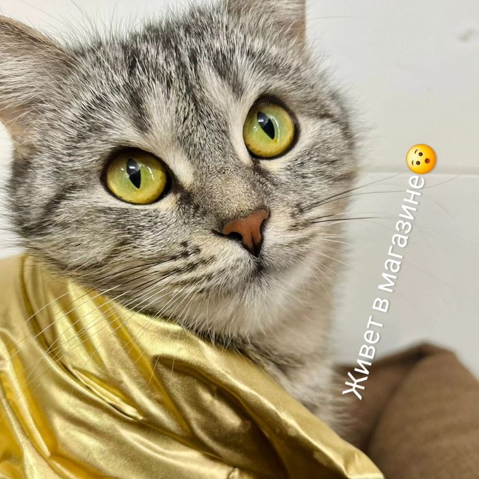 Ласковая кошка метиска