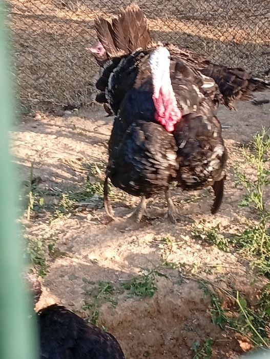 Продаются индюки