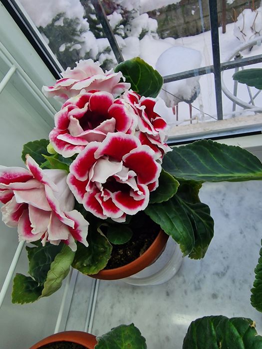 Продам цветы глоксинии