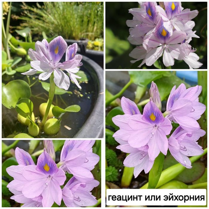 Продам растения для пруда
