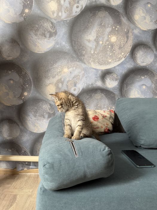 Отдам котенка (мальчик)